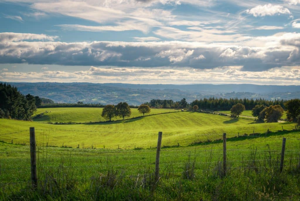 Greenery in the meadows of the Galician countryside